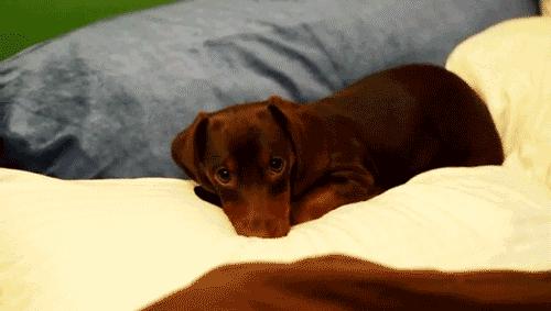 涨姿势！猫狗睡觉为什么都喜欢团成球？