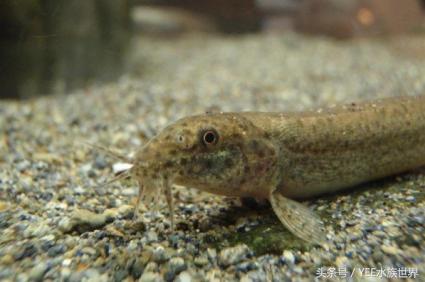 泥鳅可以放鱼缸和鱼一起养吗,泥鳅养在鱼缸里对鱼有影响吗