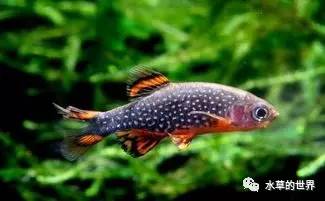 草缸最合适的灯科鱼,观赏草缸小鱼品种介绍