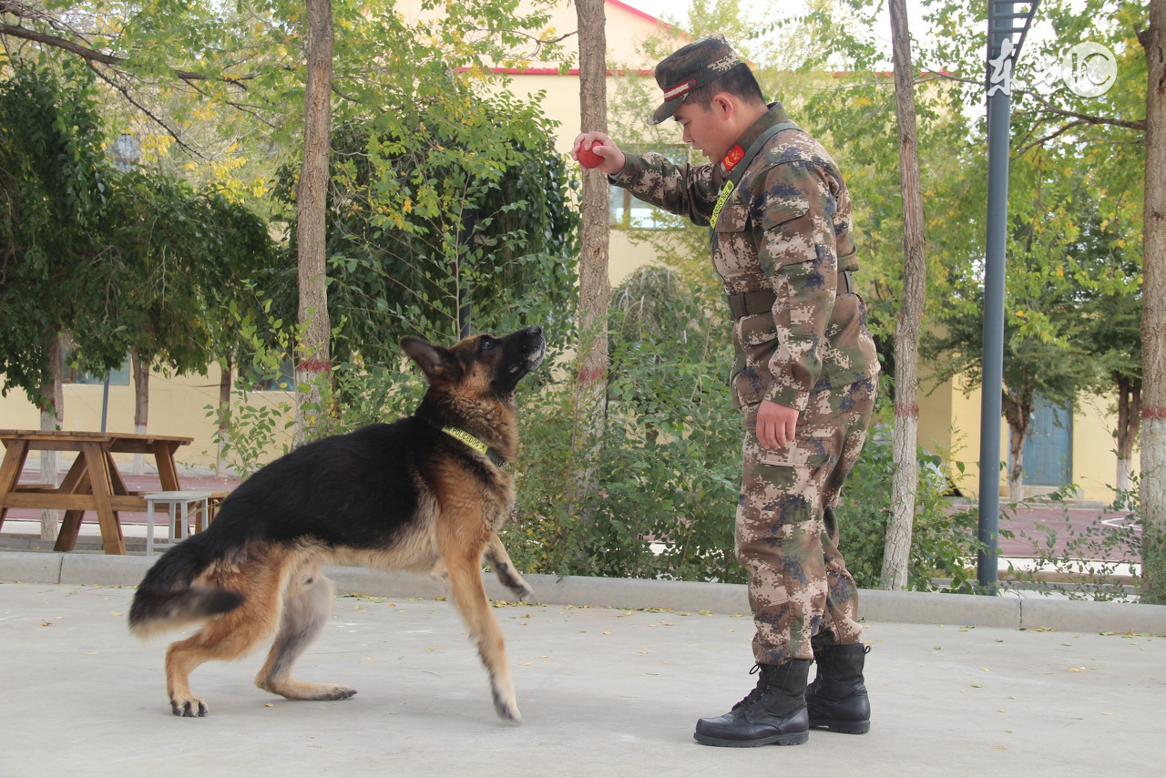 德国牧羊犬怎么喂养德牧幼犬,德国牧羊犬和边牧哪个更适合家养