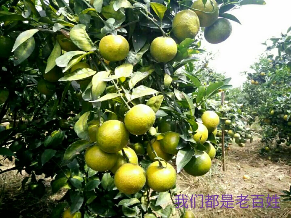 沃柑真的走不动吗,沃柑已接近尾声了