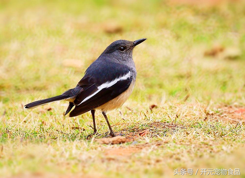 请不要在叫我喜鹊，我是四喜鸟