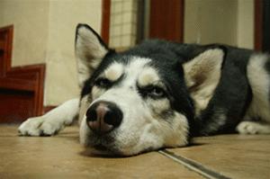 作为一只不能看家护院的大狗，到底应该怎么养