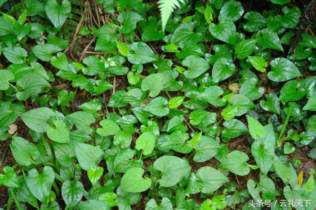 大地给予我们的馈赠,大地馈赠了野菜