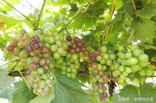 采摘葡萄正当时,采摘梨子正当时