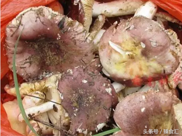 野生菌的食用与安全,野生菌安全吃法