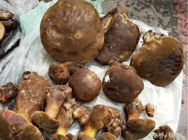 野生菌的食用与安全,野生菌安全吃法