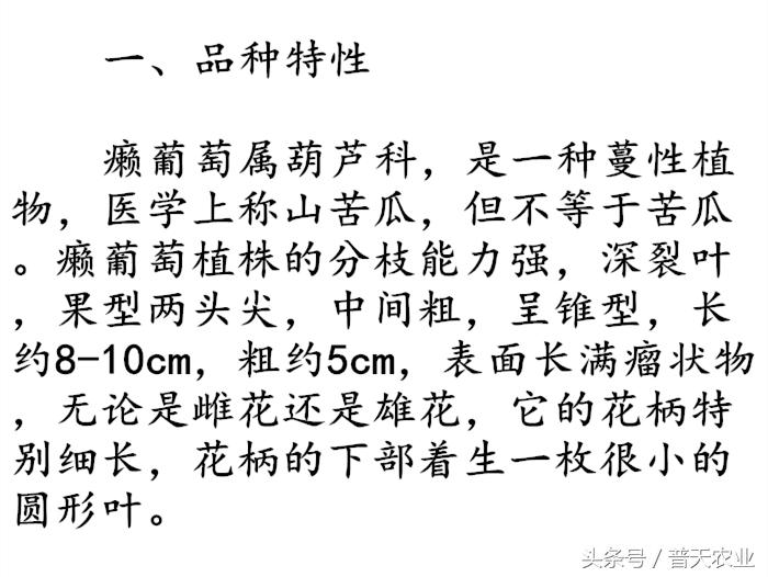 癞葡萄的种植方法和时间,癞葡萄怎么种植