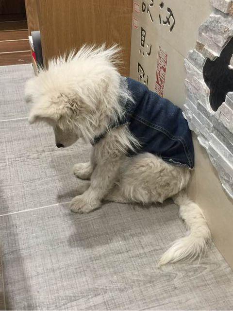 萨摩耶被挑染,萨摩耶细小治疗全过程