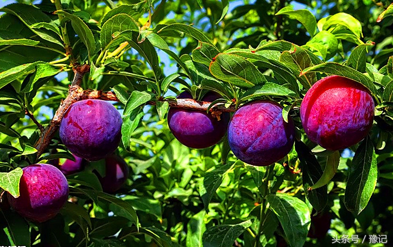 太土豪了！河南每个农家都有果园，各种水果应有尽有