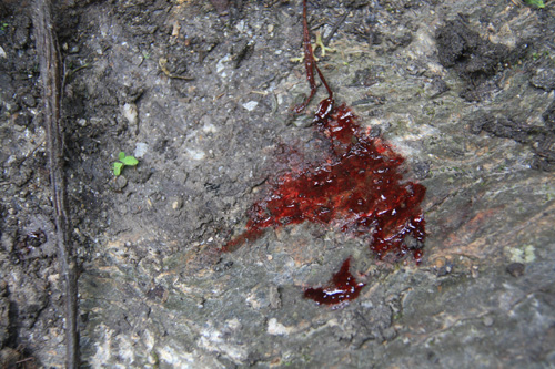 毒虫记,昆虫记毒蜘蛛阅读笔记