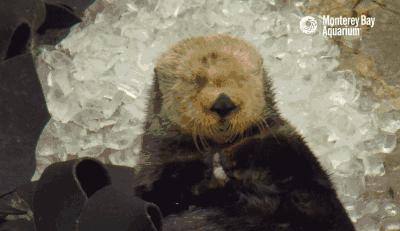 我把整个超市扔进了冷冻室，没想到还挺好吃