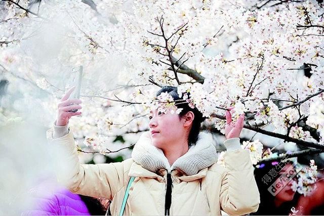 武汉武大樱花视频,武大樱花秀