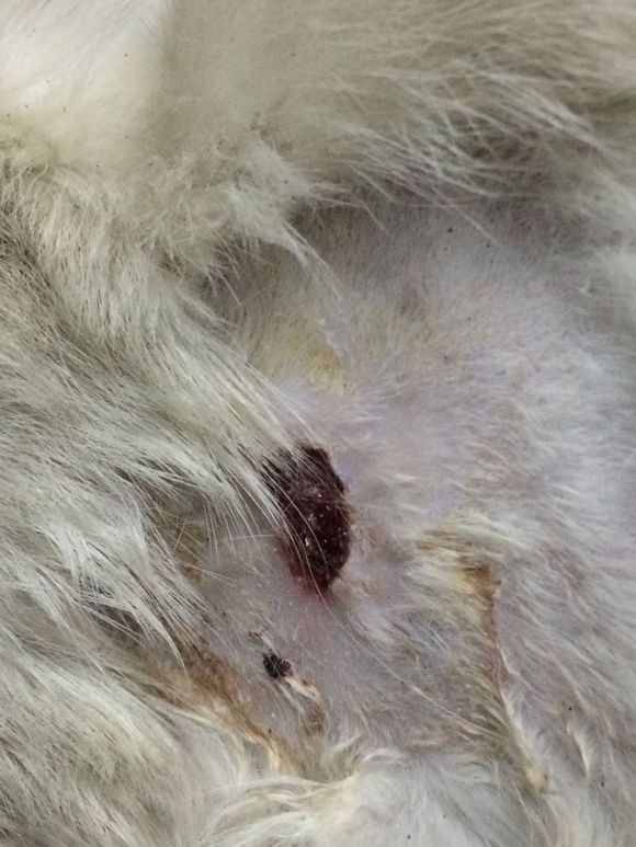 垃圾桶旁边的小猫，我走进了冲着我叫却叫不出声音，只能嘴巴动！