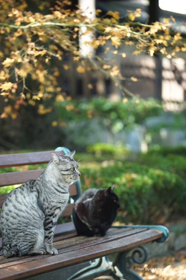 日本九州篇福冈,日本九州7天旅游攻略推荐