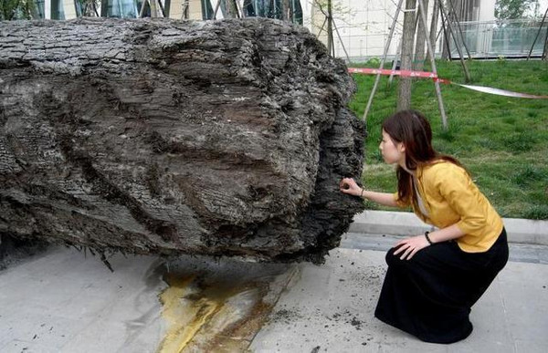 乌木的最新市场交易价格,乌木价格一般多少钱一斤