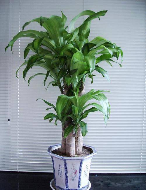 为什么我老是把花养死了,花养死了要丢掉吗