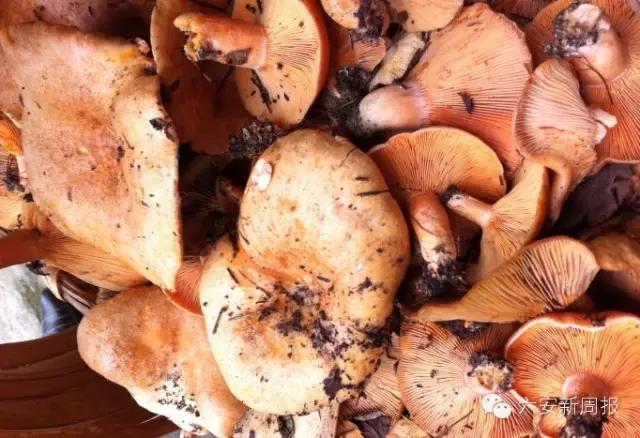 六安最新“野菜宝典”7种野菜，13种时令蔬菜，你都认识吗？