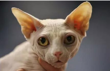 世界上最贵的猫十大排名,世界上最贵的贵族猫是多少钱