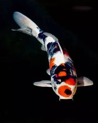 怎么判断锦鲤消化完了,怎么判断锦鲤胖还是吃撑了