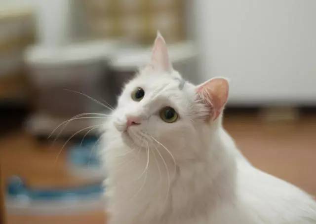 铲屎官给猫做猪饲料,铲屎官帮助猫