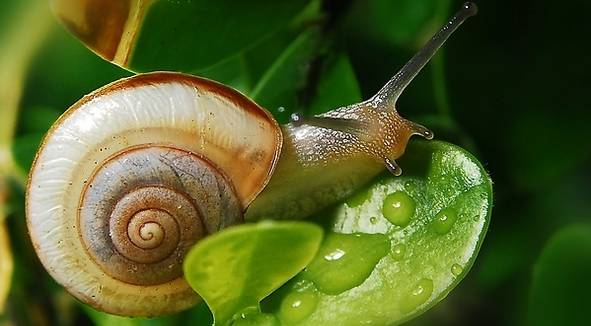 路边常见的蜗牛是否有毒性,路边发现巨大蜗牛有毒吗