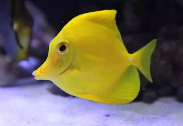 炮弹鱼追人咬,炮弹鱼钓石斑