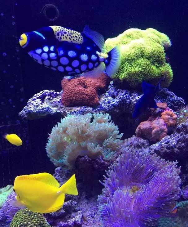 炮弹鱼追人咬,炮弹鱼钓石斑