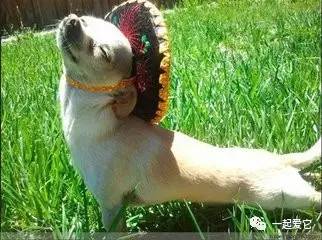 狗狗一块皮肤发红掉毛怎么治疗,狗狗掉毛一块一块的是什么原因