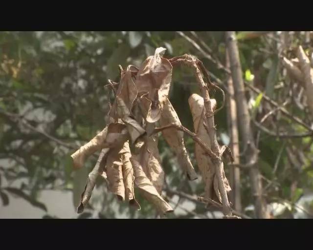 汗蒸给蒸中暑了搞笑视频,居然中暑了