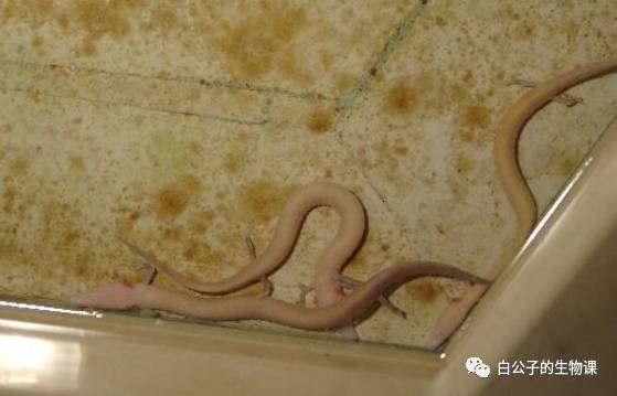 深入海底探寻美人鱼,探秘千米深海邂逅众多神秘生物