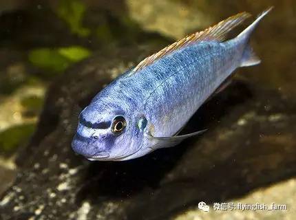 什么叫口孵,口字偏旁的秘密