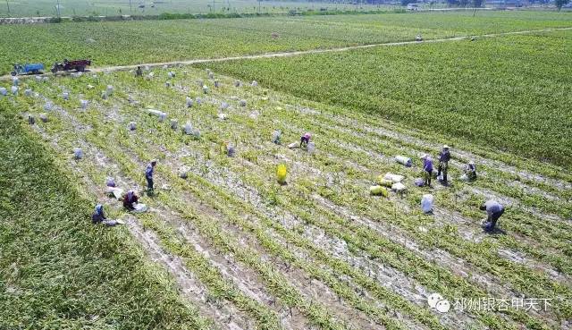 邳州的“一头蒜”到底有多牛，看完这篇微信你就知道了！