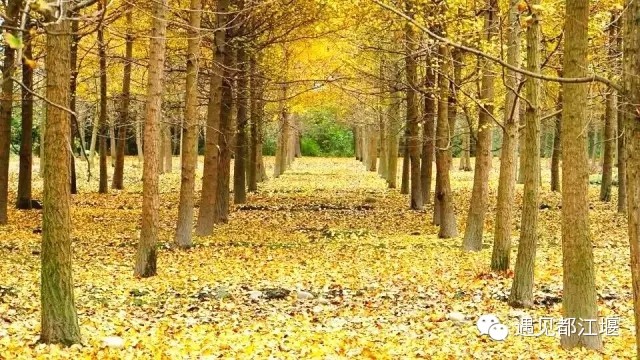 都江堰美景快乐之旅,都江堰特色旅游线路推荐