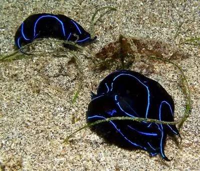 海兔教程,原神海兔全图鉴