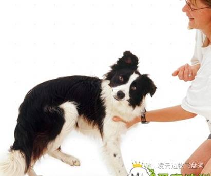 边牧幼犬呼吸道感染怎么治疗,边牧咳嗽干呕