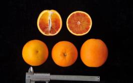 柑橘新品种选育及发展概况,带你认识柑橘新优品种