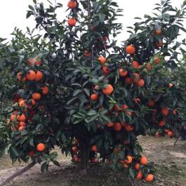 柑橘新品种选育及发展概况,带你认识柑橘新优品种