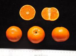 柑橘新优良种类,柑橘新品种介绍视频