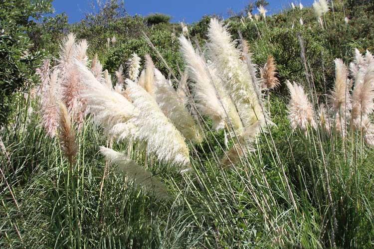 咳吐黄痰、嗓子疼、身体燥热、鼻子出血这些基本都是肺热的症状，芦根清胃饮就是针对此类病症的