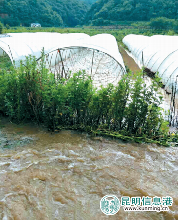 西瓜被水淹了赔偿多少钱一亩,西瓜被水淹了保险公司怎么赔偿