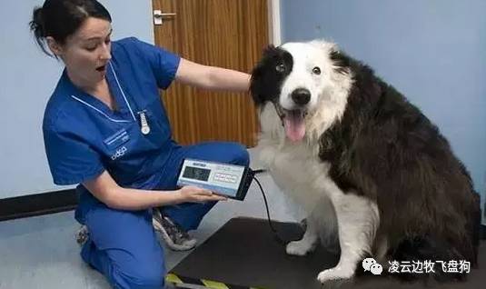 边牧幼犬呼吸道感染怎么治疗,边牧幼犬咳嗽打喷嚏