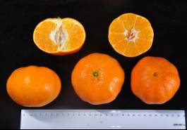 柑橘新优良种类,柑橘新品种介绍视频