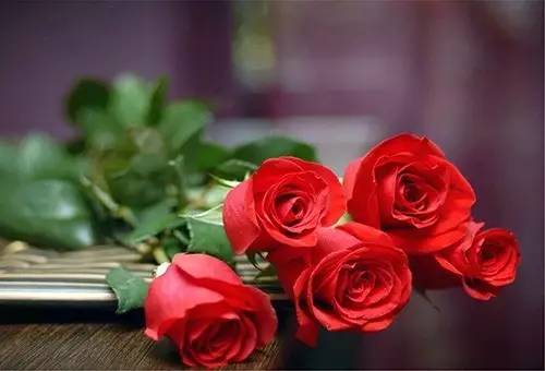 月季和玫瑰的区别在哪里呢,玫瑰与月季的区别在哪里