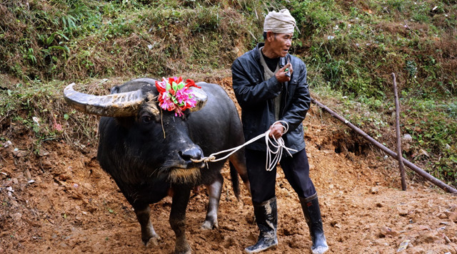 苗寨斗牛风俗视频,苗寨斗牛活动
