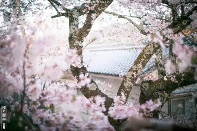 日本九州岛最值得去的地方,日本九州哪里好玩