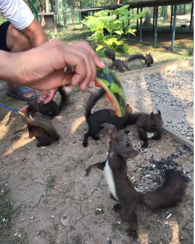 松鼠乐园浙江台州,松鼠乐园入园免费