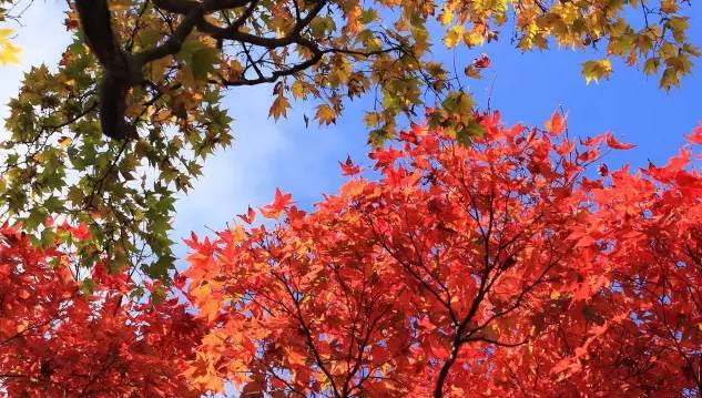 韩寒对语文的看法,韩寒对当代文学的意义