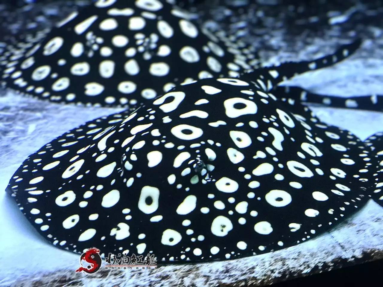 皇冠魟鱼一定蕾丝边吗,皇冠魟鱼繁殖难吗