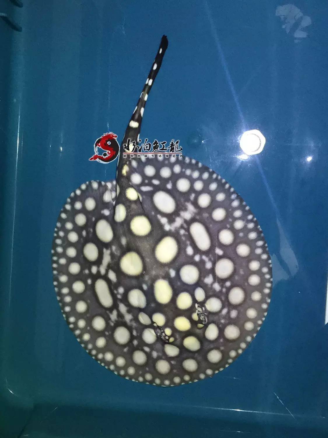 皇冠魟鱼一定蕾丝边吗,皇冠魟鱼繁殖难吗